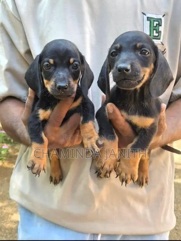Dachshund puppies