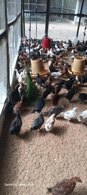 ஊர் கோழி குஞ்சு