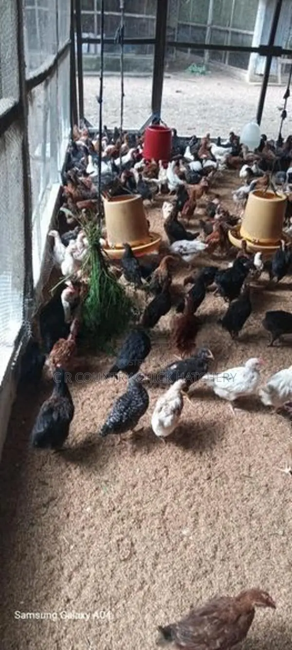 ஊர் கோழி குஞ்சு