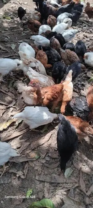 சேவல் குஞ்சு