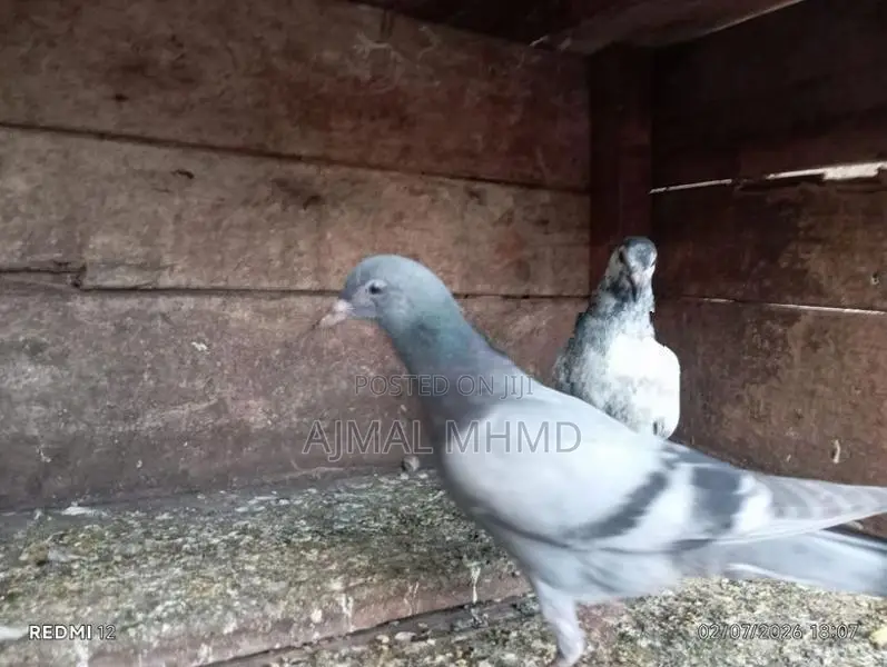 Pigeons