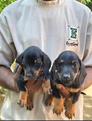 Dachshund puppies
