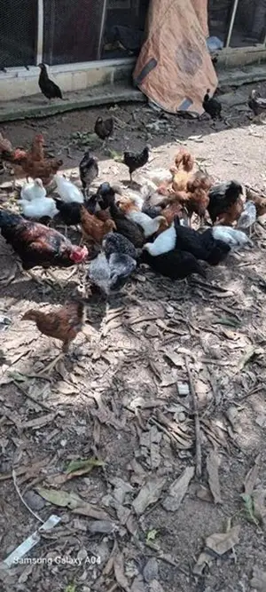 சேவல் குஞ்சு