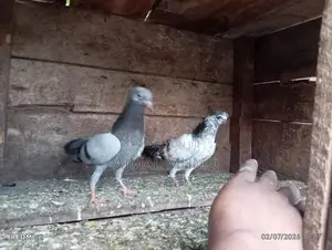 Pigeons