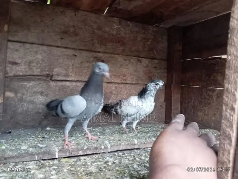 Pigeons