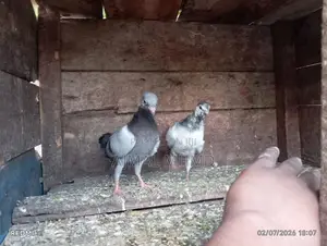 Pigeons