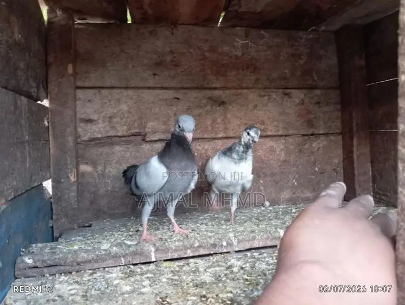 Pigeons