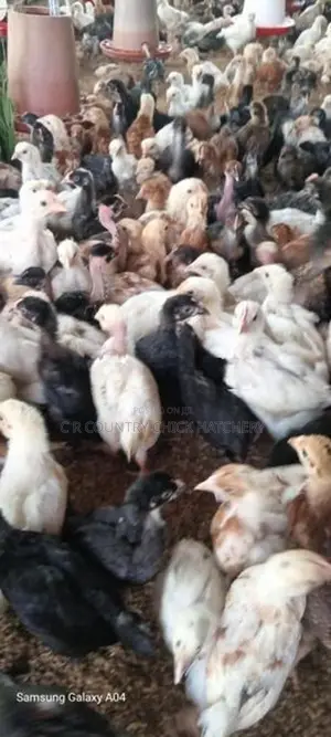 Country Chicks