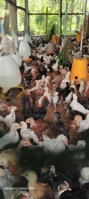 சேவல் குஞ்சு