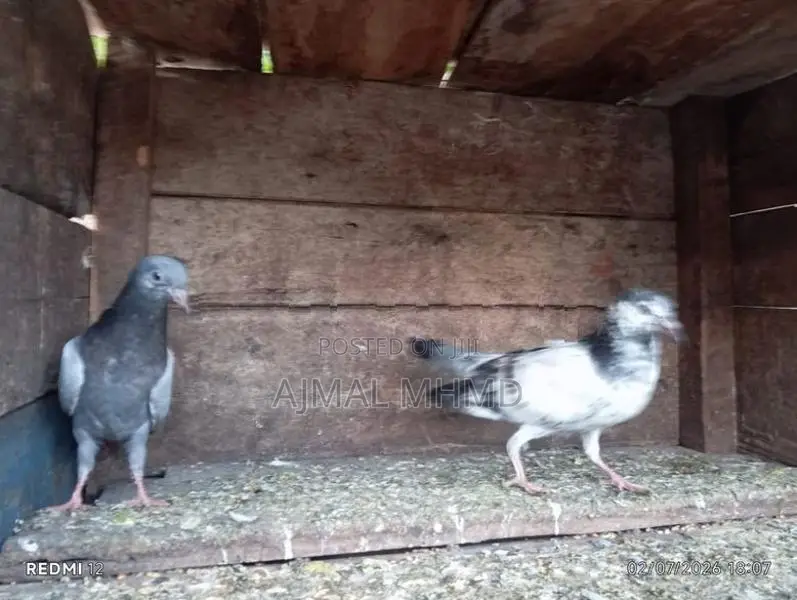 Pigeons