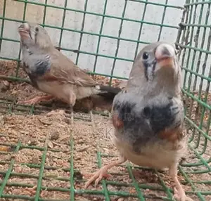 2B finches male