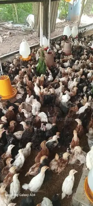 ஊர் கோழி குஞ்சு