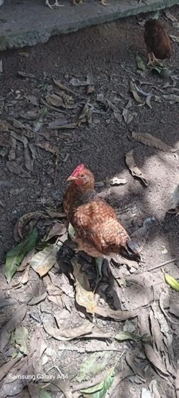 சேவல் குஞ்சு