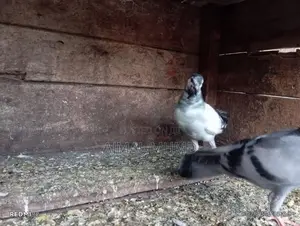 Pigeons