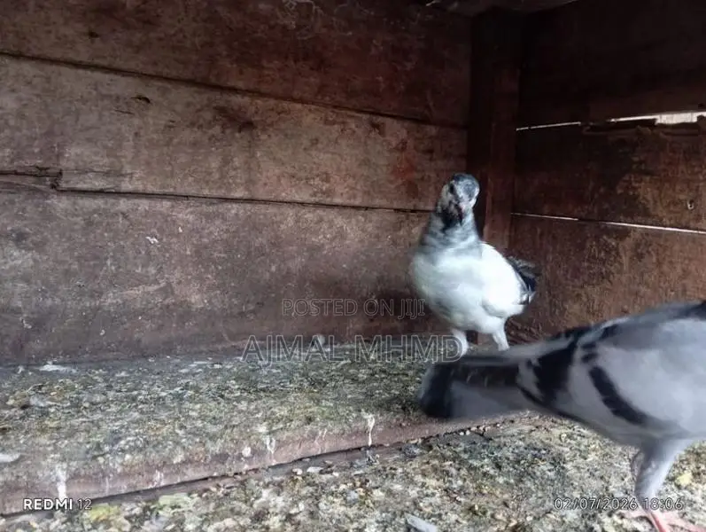 Pigeons
