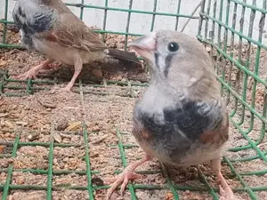 2B finches male