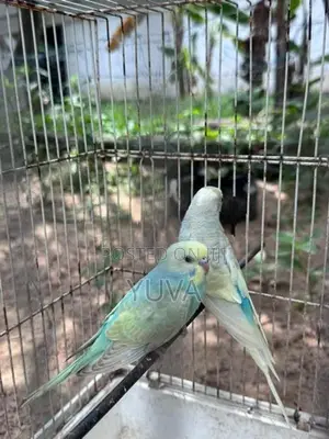Rainbow Love Birds