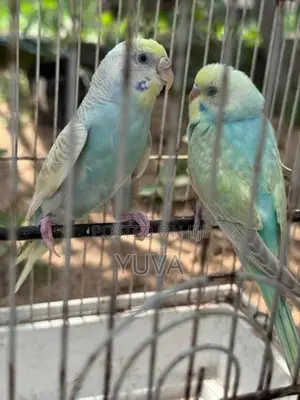 Rainbow Love Birds