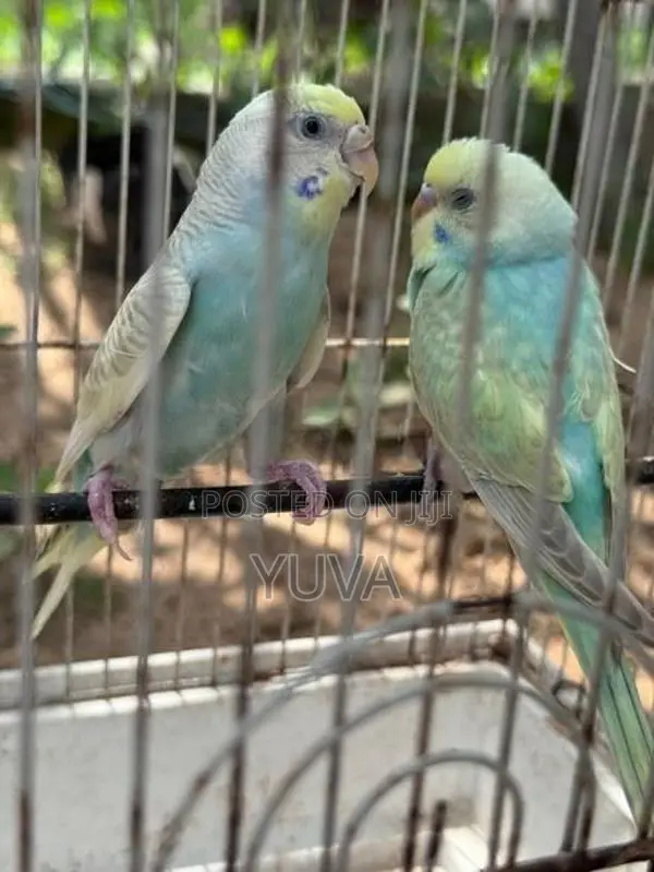 Rainbow Love Birds