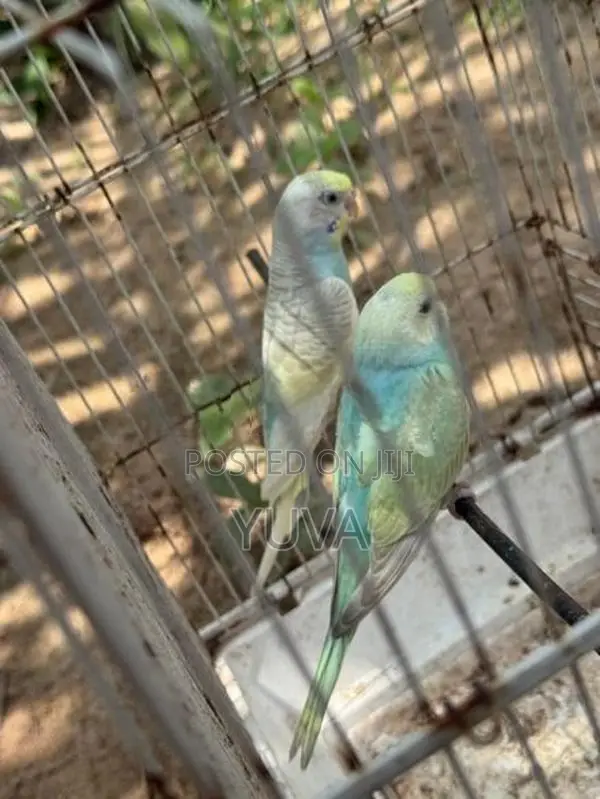 Rainbow Love Birds
