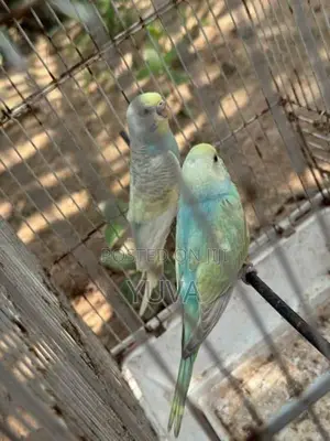 Rainbow Love Birds