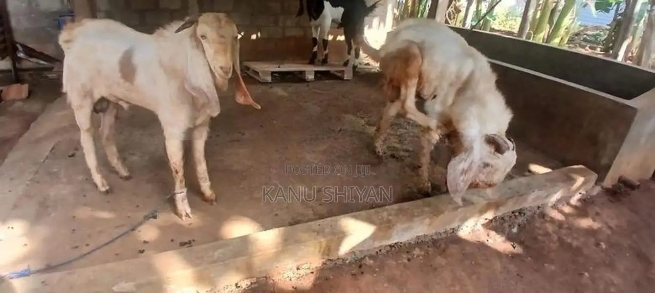 சோடி கிடாய் ஆடு