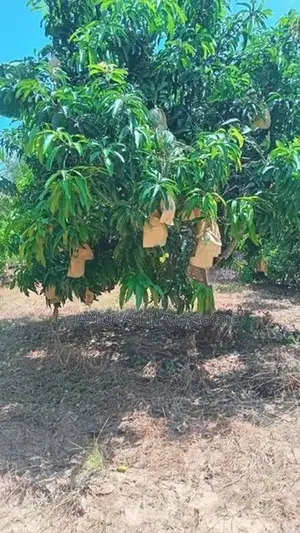 අක්කර 6 ක‍ ඉඩම විකිණීම - Wanathavillu