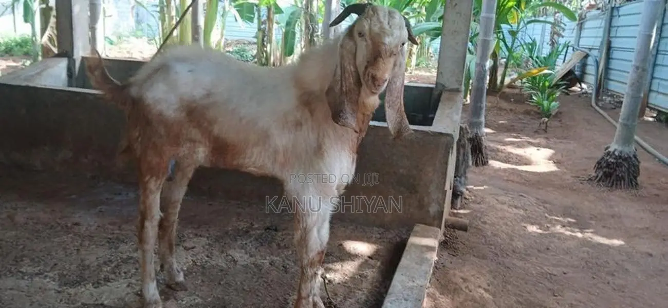 சோடி கிடாய் ஆடு