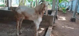 சோடி கிடாய் ஆடு
