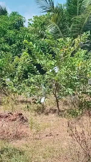 අක්කර 6 ක‍ ඉඩම විකිණීම - Wanathavillu