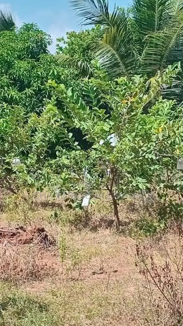 අක්කර 6 ක‍ ඉඩම විකිණීම - Wanathavillu
