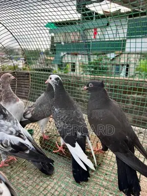 pigeons