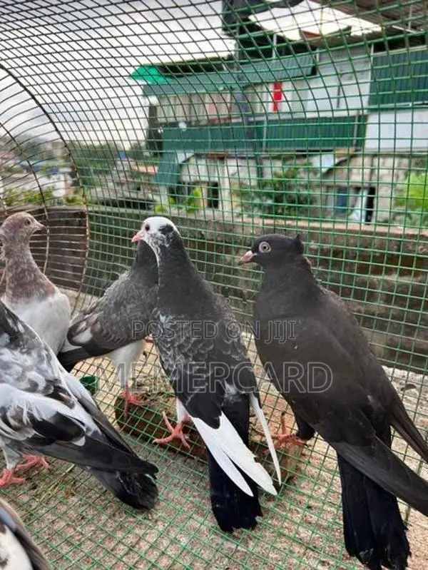 pigeons