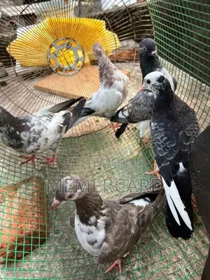pigeons