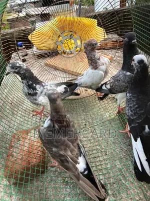 pigeons