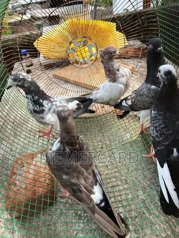 pigeons
