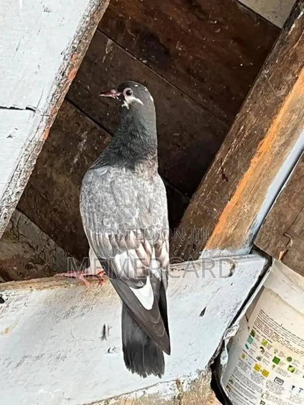 pigeons