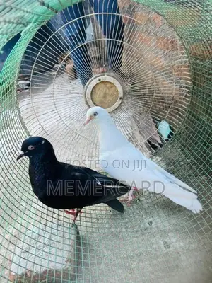 pigeons