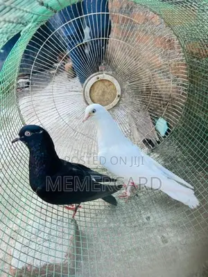 pigeons
