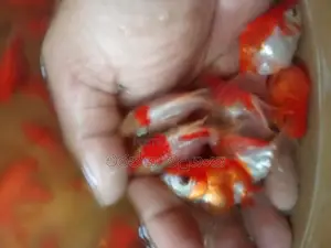 කාෆ් මසුන්