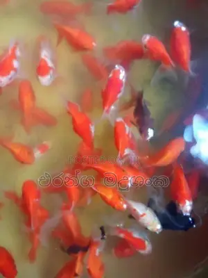 කාෆ් මසුන්