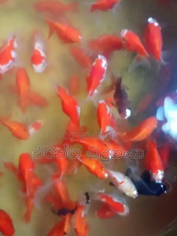 කාෆ් මසුන්