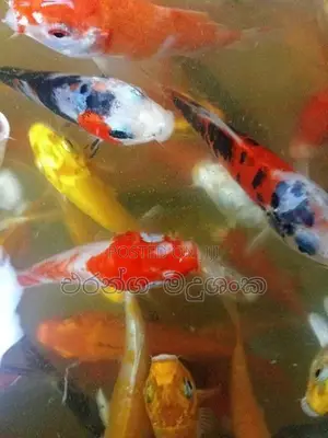 කාෆ් මසුන්
