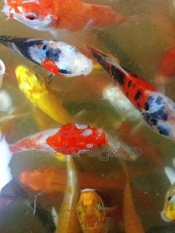කාෆ් මසුන්