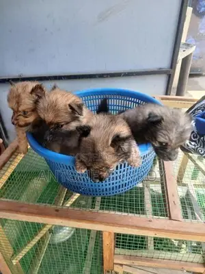 pomeranian puppys