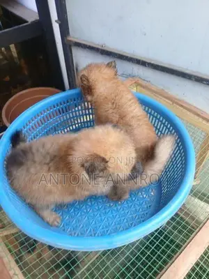 pomeranian puppys