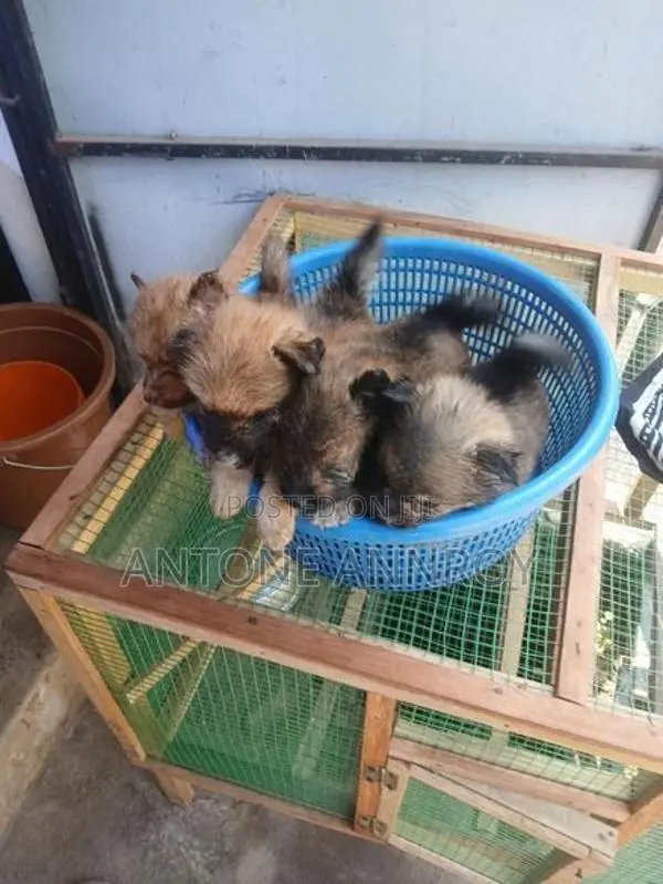 pomeranian puppys