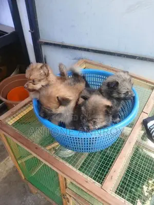 pomeranian puppys
