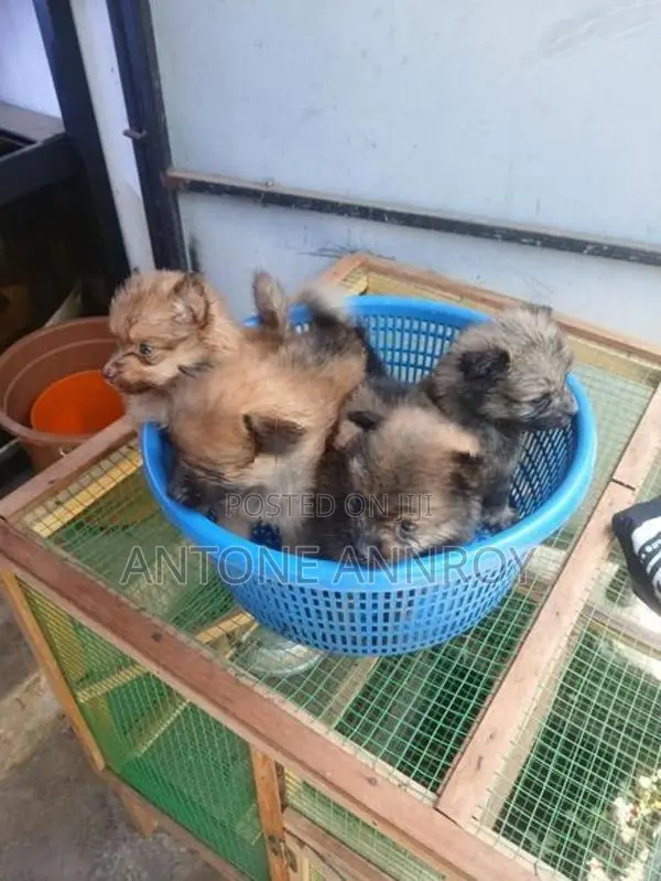pomeranian puppys