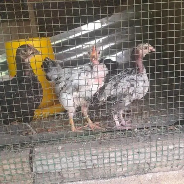 Country Chicken